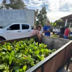 Prefeitura de Uruçuí inicia distribuição de 12 mil mudas de caju a agricultores familiares